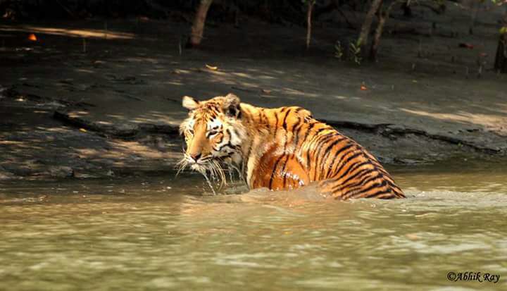 Sundarban